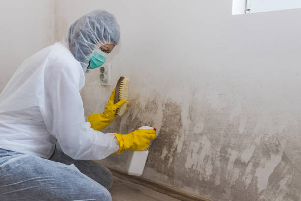Best Mold Odor Removal Services  in Sarasota Springs, FL