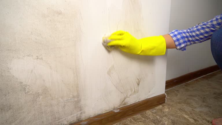 Best Mold Damage Restoration  in Sarasota Springs, FL
