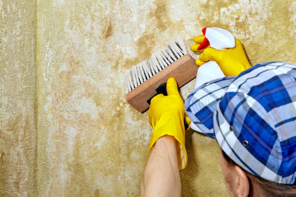 Best Water Damage & Mold Remediation  in Sarasota Springs, FL