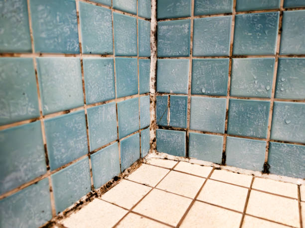 Best Mold Removal for HVAC Installations  in Sarasota Springs, FL