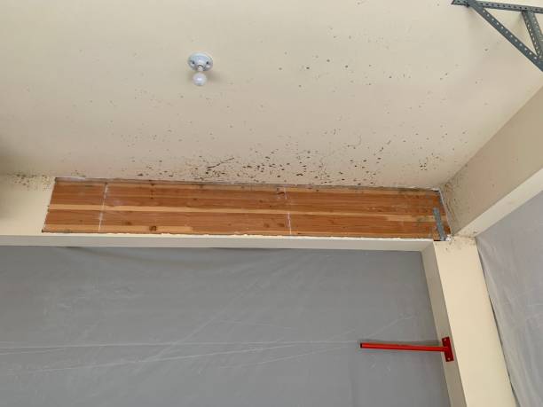 Biohazard Mold Removal in Sarasota Springs, FL
