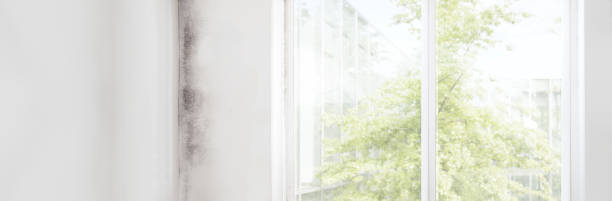 Best HVAC Mold Inspection and Cleaning  in Sarasota Springs, FL