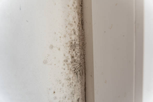 Best Industrial Mold Remediation  in Sarasota Springs, FL